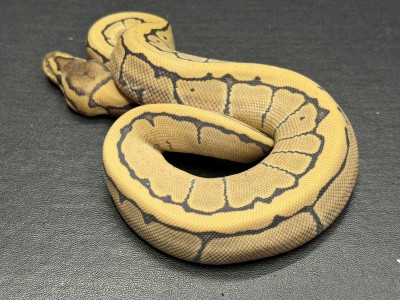 animal image