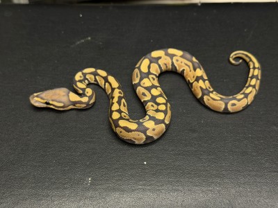 animal image
