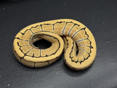 animal image