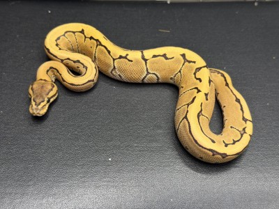 animal image