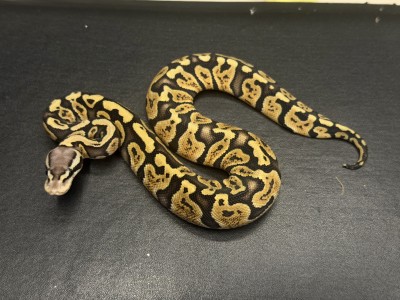 animal image