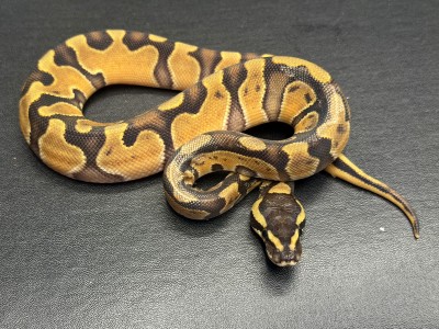 animal image
