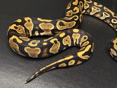 animal image