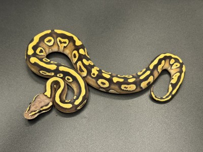 animal image