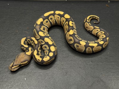 animal image