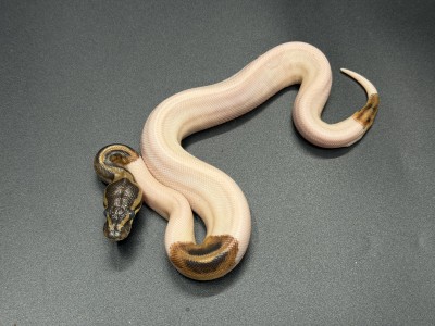animal image