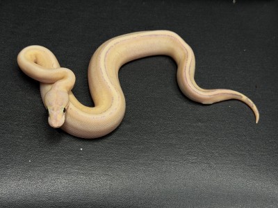animal image