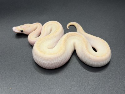 animal image