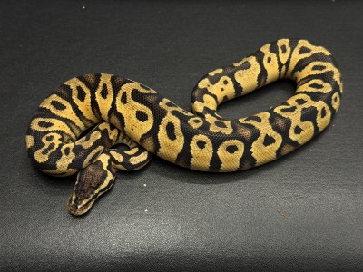 animal image
