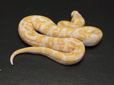 animal image