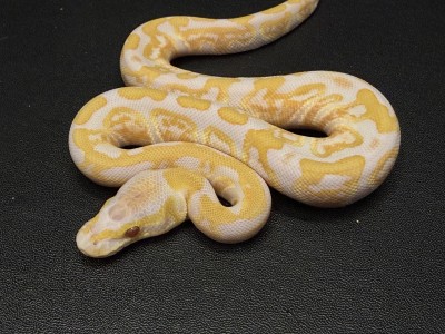 animal image