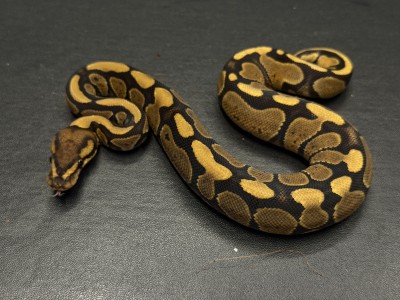 animal image