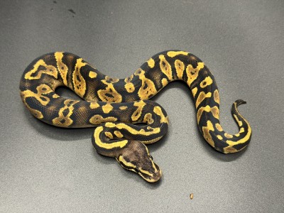 animal image