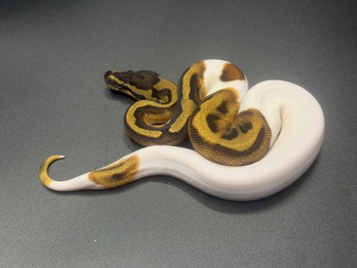 animal image