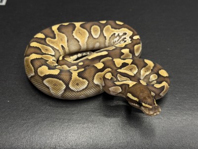 animal image