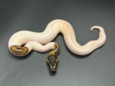 animal image
