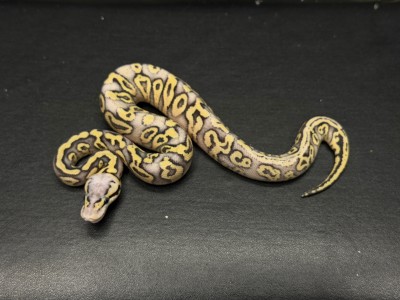 animal image