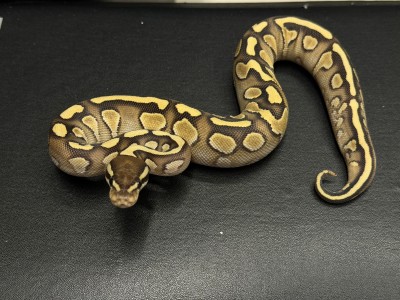 animal image