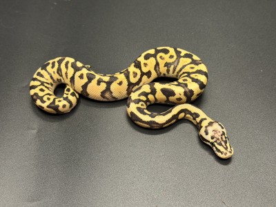 animal image