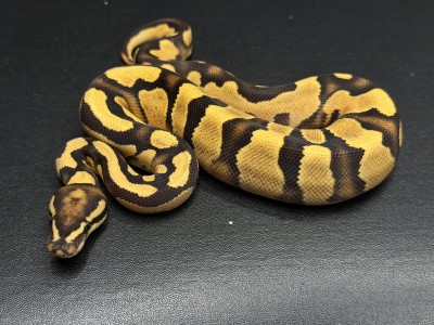 animal image