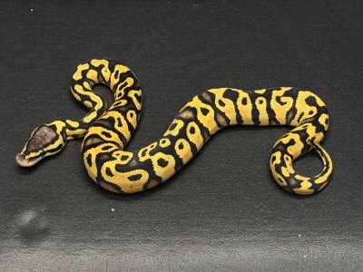 animal image