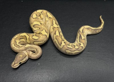 animal image