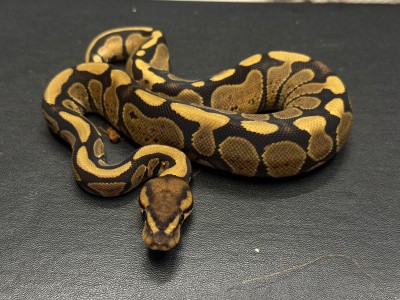 animal image