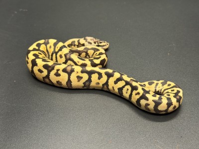 animal image