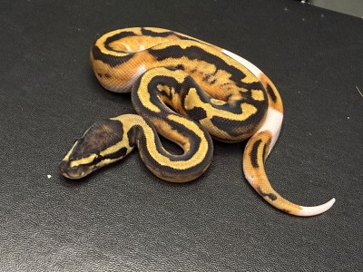 animal image