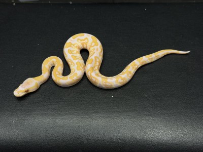 animal image