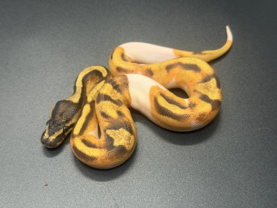 animal image