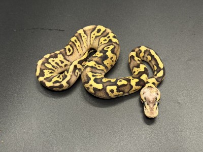 animal image