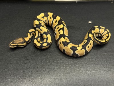 animal image