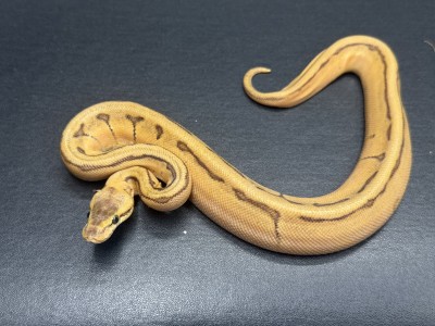 animal image