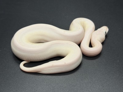 animal image
