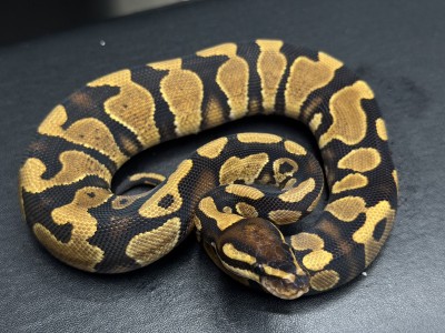 animal image