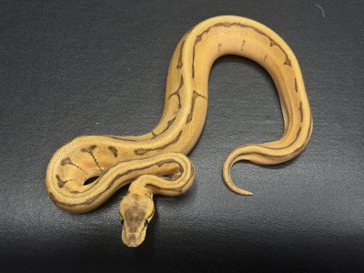 animal image