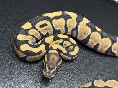 animal image