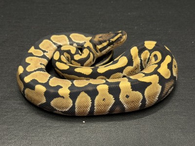 animal image
