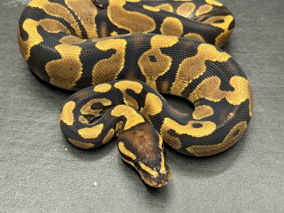 animal image