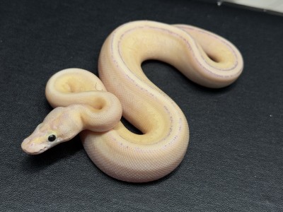 animal image