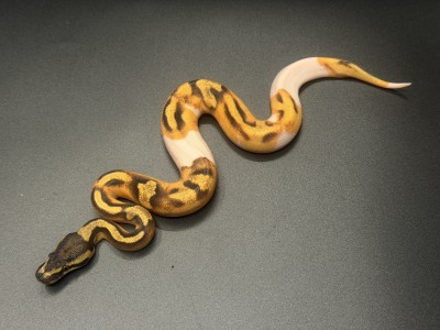 animal image