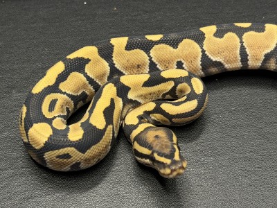 animal image