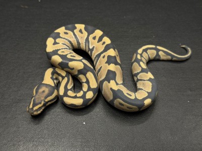 animal image