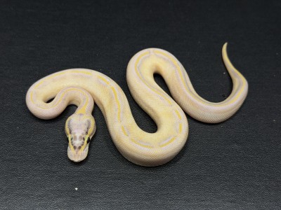 animal image