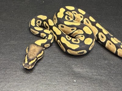 animal image