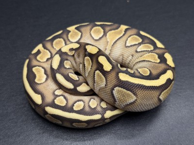 animal image