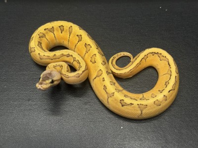 animal image