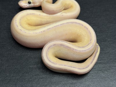 animal image