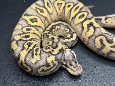 animal image